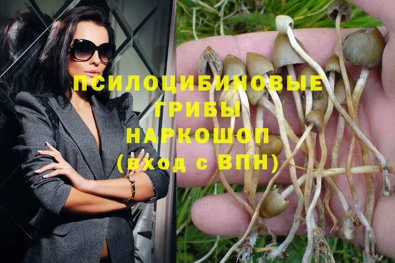 купить наркотики сайты  Козельск  Псилоцибиновые грибы MAGIC MUSHROOMS 